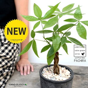 pLiҍ݁j F X|bg V_[^ 픫 yF΁z pL ANAeBJ  ̖ A  f eRb^  ubN  ی` ϗtA A  ĕ