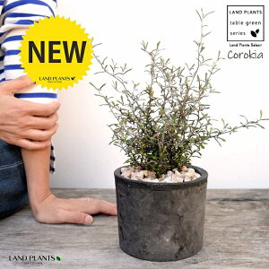 RLAiRglAX^[j F X|bg V_[^ 픫iVRӐ΁jCorokia@cotoneaster A  f eRb^  ubN  ی` ϗtA A  ĕJ[h