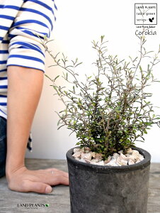 RLAiRglAX^[j F X|bg V_[^ 픫iVRӐ΁jCorokia@cotoneaster A  f eRb^  ubN  ی` ϗtA A  ĕJ[h