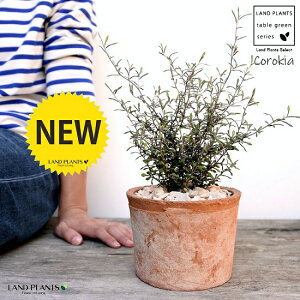 RLAiRglAX^[j F X|bg V_[^ 픫iVRӐ΁jCorokia@cotoneaster A  f eRb^  uE  ی` ϗtA A  ĕJ[h