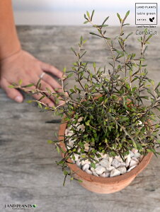 RLAiRglAX^[j F X|bg V_[^ 픫iVRӐ΁jCorokia@cotoneaster A  f eRb^  uE  ی` ϗtA A  ĕJ[h