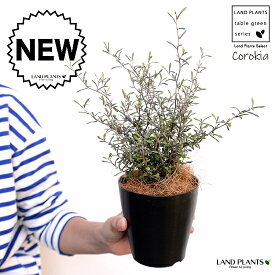 楽天市場 カフェ 観葉植物 花 観葉植物 花 ガーデン Diyの通販