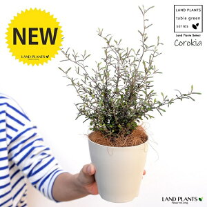 yz RLAiRglAX^[j4 F vX`bNiRRt@Co[j corokia v c c  zCg  ϗtA A