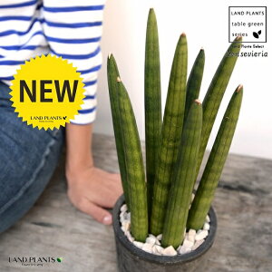 TXxAiX^bL[j F X|bg V_[^ 픫iVRӐ΁j TZxA E[c A  f eRb^  ubN  ی` ϗtA A 