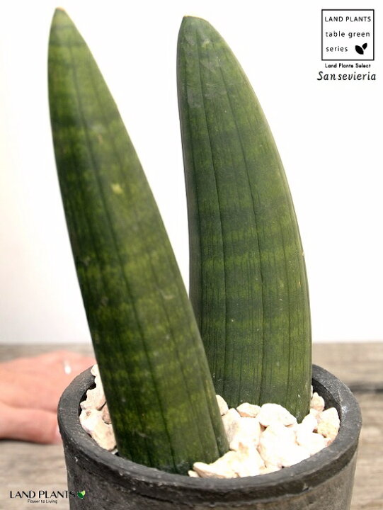 7348円 卸売 剪定ばさみ 盆栽グラフトはさみ ステンレス鋼剪定はさみ ガーデニングツール