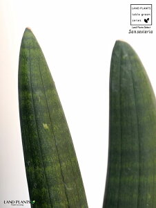 サンスベリア 観葉植物の人気商品 通販 価格比較 価格 Com