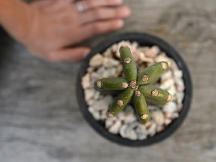 楽天市場 サボテン 柱サボテン 1本立ち 黒色 モスポット シリンダー型 陶器鉢 天然砕石 1f 柱サボテン 多肉植物 トゲナシサボテン 棘なし サボテン カクタス鉢植え 鉢 素焼 テラコッタ 黒 ブラック 丸 丸形 観葉植物 植物 送料無料 Land Plants 楽天市場店 楽天市場 サボテン 柱サボテン 1本立ち 黒色 モスポット シリンダー型 陶器鉢 天然砕石 1f 柱サボテン 多肉植物 トゲナシサボテン 棘なし サボテン カクタス鉢植え 鉢 素焼 テラコッタ 黒 ブラック 丸 丸形 観葉植物 植物 送料無料 Land Plants 楽天市場店