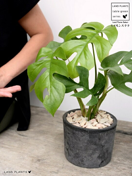 楽天市場 ヒメモンステラ 黒色 モスポット シリンダー型 テラコッタ鉢 鉢植え 素焼 Mosspot 苗 苗木 ミニモンステラ 観葉植物 黒 ブラック 灰 グレー 丸 送料無料 Land Plants 楽天市場店