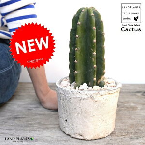 T{eiT{eF1{j F AeB[NzCg X|bg V_[^ 픫iVRӐ΁j T{e A ȂT{e JN^XA  f eRb^  z