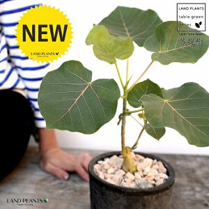 tBJXiyeBIXj F X|bg V_[^ 픫iVRӐ΁j ԃE ԃEx[^ tBJXyeBIX A  f eRb^  ubN  ی` ϗtA