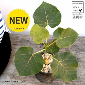 yeBIXitBJXj F X|bg V_[^ 픫iVRӐ΁j ԃE ԃEx[^ tBJXyeBIX A  f eRb^  ubN  ی` ϗtA