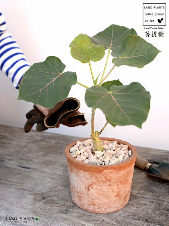 楽天市場 フィカス ペティオラリス 茶色 モスポット シリンダー型 陶器鉢 天然砕石 赤ウンべ 赤ウンベラータ フィカスペティオラリス 鉢植え 鉢 素焼 テラコッタ 茶 ブラウン 丸 丸形 観葉植物 植物 送料無料 育て方カード Land Plants 楽天市場店