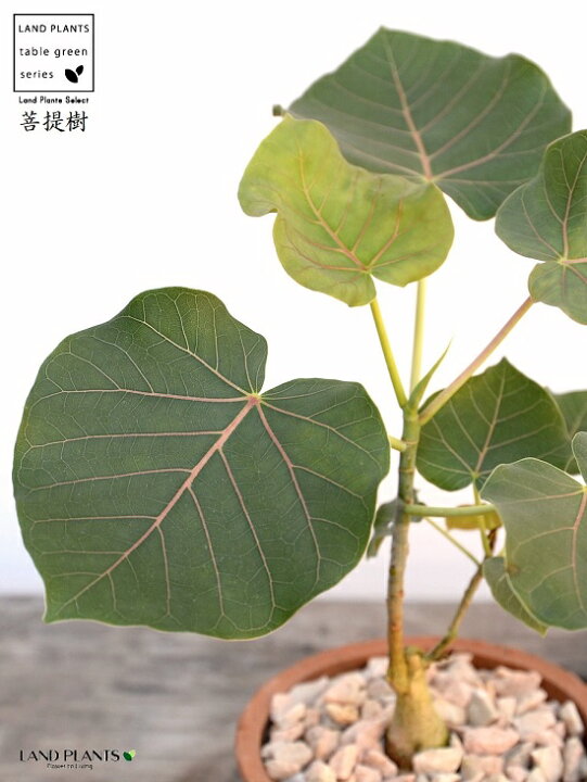 値下げ フィカス ペティオラリス 葉脈が赤い 赤ウンベラータ ６号 ｒ７２番 Realcoffeebagco Com