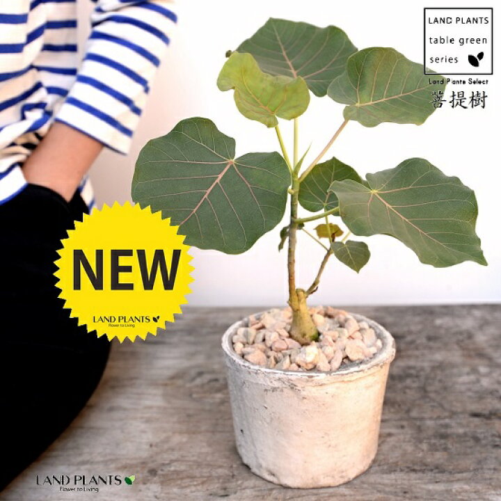 楽天市場 フィカス ペティオラリス 白色 モスポット シリンダー型 陶器鉢 天然砕石 赤ウンべ 赤ウンベラータ フィカスペティオラリス 鉢植え 鉢 素焼 テラコッタ 白 ホワイト 丸 丸形 観葉植物 植物 送料無料 育て方カード Land Plants 楽天市場店