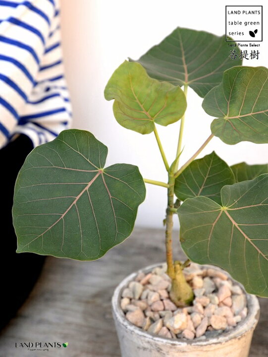 95 以上節約 観葉植物 希少種 実生株 フィカス ペティオラリス H125cm 7号鉢 管理説明書 受皿付き 肥料小袋プレゼント Fucoa Cl