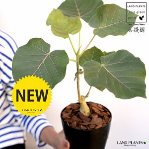 yz tBJXiyeBIXj4 F vX`bNio[N`bvj ԃE ԃEx[^ tBJXyeBIX v c c  ubN  4 12cm ϗtA A