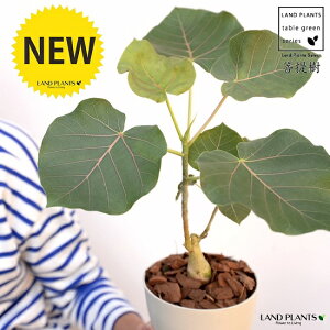 yz tBJXiyeBIXj4 F vX`bNio[N`bvj ԃE ԃEx[^ tBJXyeBIX v c c  zCg  4 12cm ϗtA A