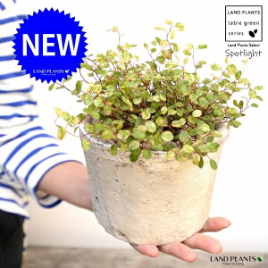観葉植物 つるの人気商品 通販 価格比較 価格 Com 観葉植物 つるの人気商品 通販 価格比較 価格 Com