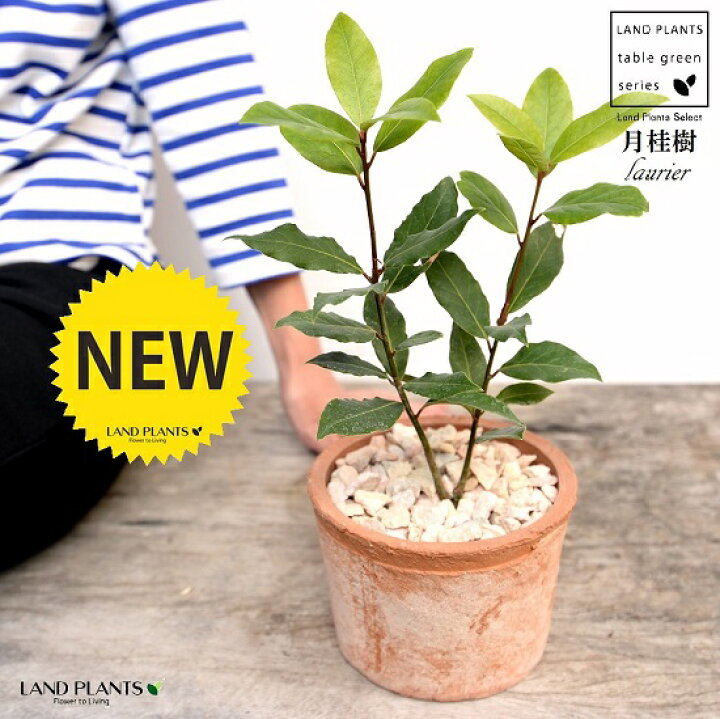 楽天市場 月桂樹 ローリエ 茶色 モスポット シリンダー型 陶器鉢 天然砕石 ゲッケイジュ ローリエ ローレル 香味料 鉢植え 鉢 素焼 テラコッタ 茶 ブラウン オレンジ 丸 丸形 送料無料 Land Plants 楽天市場店