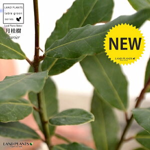 ji[Gj F X|bg V_[^ 픫iVRӐ΁j QbPCW [G [  A  f eRb^  uE IW  ی` 