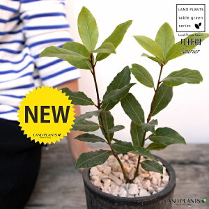 ji[Gj F X|bg V_[^ 픫iVRӐ΁j QbPCW G [  A  f eRb^  ubN  ی`  ĕJ[h