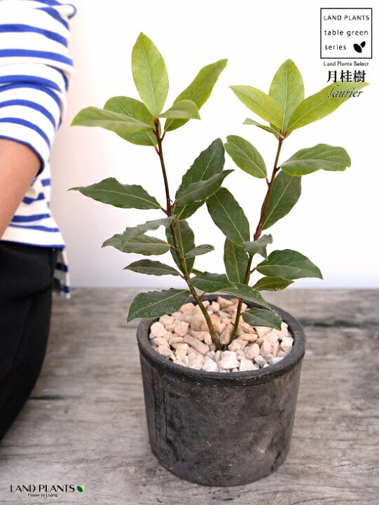 楽天市場 月桂樹 ローリエ 黒色 モスポット シリンダー型 陶器鉢 天然砕石 ゲッケイジュ ロリエ ローレル 香味料 鉢植え 鉢 素焼 テラコッタ 黒 ブラック 丸 丸形 送料無料 育て方カード Land Plants 楽天市場店 楽天市場 月桂樹 ローリエ 黒色 モスポット シリンダー型 陶器鉢 天然砕石 ゲッケイジュ ロリエ ローレル 香味料 鉢植え 鉢 素焼 テラコッタ 黒 ブラック 丸 丸形 送料無料 育て方カード Land Plants 楽天市場店