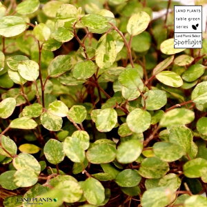 観葉植物 ワイヤー 苗の人気商品 通販 価格比較 価格 Com