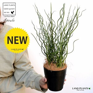 yz ZCiaj 4 F vX`bNiRRV@ہj C ZC\E ZC v c c  ubN  ϗtA A