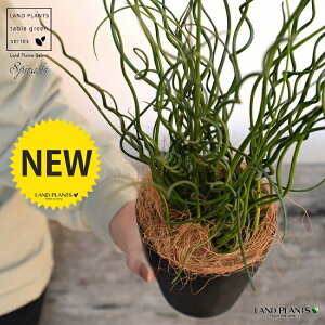 観葉植物 ココヤシの人気商品 通販 価格比較 価格 Com