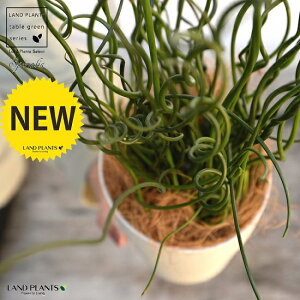 yz ZCiaj 4 F vX`bNiRRV@ہj C ZC\E ZC v c c  zCg  ϗtA A