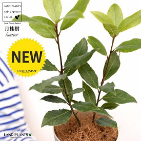 楽天市場 ローリエ 鉢植えの通販
