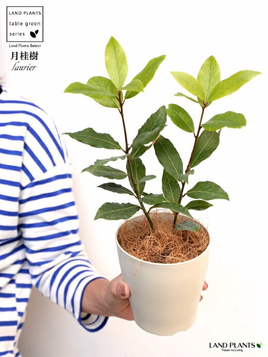 楽天市場 お試し 月桂樹 ゲッケイジュ 4号 白色 プラスチック鉢 ココファイバー ローリエ ロリエ ベイリーフ ローレル 鉢 鉢植え プラ鉢 苗 苗木 月桂葉 Laurier Laurel 観葉植物 植物 ガーデニング ガーデニング 白 ホワイト Land Plants 楽天市場店