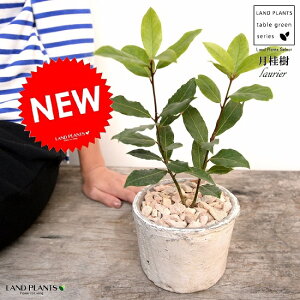 ji[Gj F X|bg V_[^ 픫iVRӐ΁j QbPCW G [  A  f eRb^  zCg  ی`  ĕJ[h