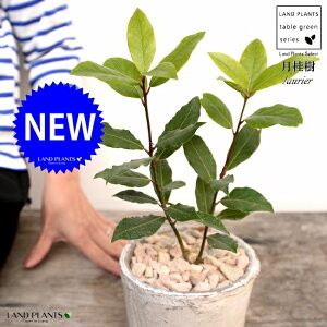 [GijFQbPCWj F X|bg V_[^ 픫iVRӐ΁j G [  A  f eRb^  zCg  ی`  ĕJ[h