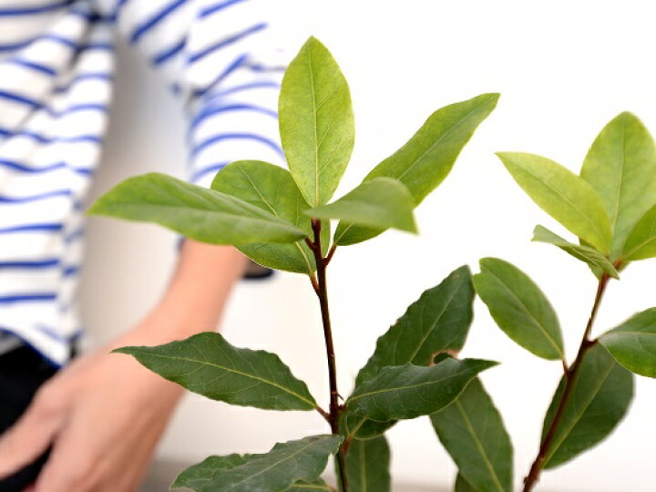楽天市場 ローリエ 月桂樹 ゲッケイジュ 白色 モスポット シリンダー型 陶器鉢 天然砕石 ロリエ ローレル 香味料 鉢植え 鉢 素焼 テラコッタ 白 ホワイト 丸 丸形 送料無料 育て方カード Land Plants 楽天市場店