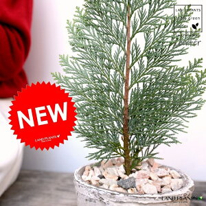 コニファー(アルミゴールド) モスポット シリンダー型 ホワイト 陶器鉢(天然砕石) ヒノキ クリスマスツリー クリスマス コニファ 針葉樹 鉢植え 鉢 素焼 テラコッタ 白 ホワイト 丸 丸