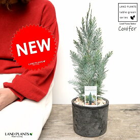 楽天市場 クリスマス 観葉植物 花 観葉植物 花 ガーデン Diyの通販