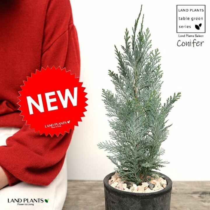 楽天市場 コニファー コルムナリスグラウカ 黒色 モスポット シリンダー型 陶器鉢 天然砕石 コルムナリス ヒノキ クリスマスツリー シンボルツリー 針葉樹 鉢植え 鉢 素焼 テラコッタ 黒 ブラック 丸 丸形 観葉植物 植物 送料無料 Land Plants 楽天市場店