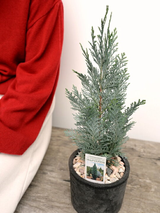 楽天市場 コニファー コルムナリスグラウカ 黒色 モスポット シリンダー型 陶器鉢 天然砕石 コルムナリス ヒノキ クリスマスツリー シンボルツリー 針葉樹 鉢植え 鉢 素焼 テラコッタ 黒 ブラック 丸 丸形 観葉植物 植物 送料無料 Land Plants 楽天市場店
