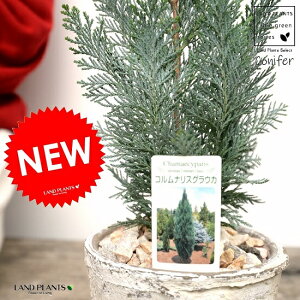 コニファー(コルムナリス) 白色 モスポット シリンダー型 陶器鉢(天然砕石) コルムナリスグラウカ ヒノキ クリスマスツリー シンボルツリー 針葉樹 鉢植え 鉢 素焼 テラコッタ 白 ホワ