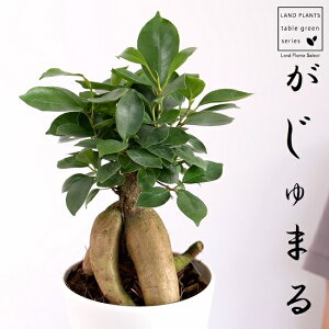 KW}i^Cvj F 4 vX`bN jWKW}̖ ܂ jWKW} lQA  c c  zCg ϗtA 