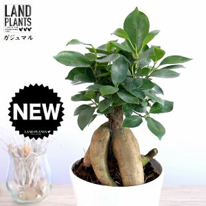 観葉植物 4号 ガジュマルの人気商品 通販 価格比較 価格 Com