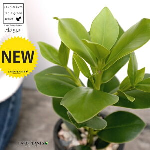 NVAi[Aj X|bg V_[^ 픫 FiVRӐ΁j N[VA NVA[A TC̖ A  f eRb^  ubN  ی` ϗtA A 