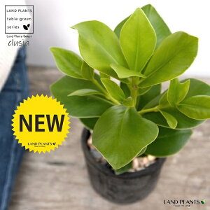 NVAE[A X|bg V_[^ 픫 FiVRӐ΁j N[VA NVA[A TC̖ A  f eRb^  ubN  ی` ϗtA A 