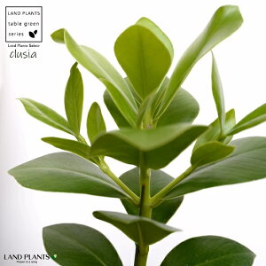 NVAE[A F X|bg V_[^ 픫iVRӐ΁j N[VA NVA[A TC̖ A  f eRb^  ubN  ی` ϗtA A 