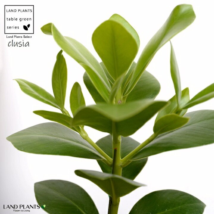 楽天市場 クルシア ロゼア 黒色 モスポット シリンダー型 陶器鉢 天然砕石 クルーシア クルシアロゼア サインの木 鉢植え 鉢 素焼 テラコッタ 黒 ブラック 丸 丸形 観葉植物 植物 送料無料 Land Plants 楽天市場店