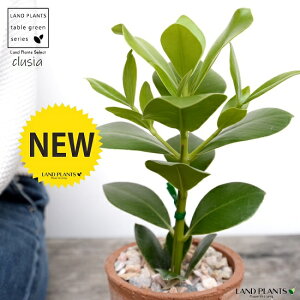 NVA F X|bg V_[^ 픫iVRӐ΁j NVA NVA[A N[VA A  f eRb^  uE  ی` ϗtA A 