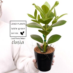 �y�������z �N���V�A ���[�A 4�� �u���b�N �v���X�`�b�N���i�R�R�t�@�C�o�[�j �N���V�A���[�A �N���[�V�A �T�C���̖� �� ���A�� �c �c�� �v���� �ϗt�A�� �� �u���b�N 4�� 12cm