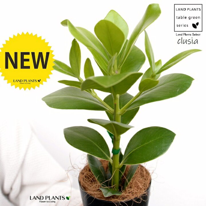 楽天市場 お試し クルシア ロゼア 黒色 4号 プラスチック鉢 ココファイバー クルシアロゼア クルーシア サインの木 鉢 鉢植え 苗 苗木 プラ鉢 観葉植物 黒 ブラック 4寸 12cm Land Plants 楽天市場店 楽天市場 お試し クルシア ロゼア 黒色 4号 プラスチック鉢 ココファイバー クルシアロゼア クルーシア サインの木 鉢 鉢植え 苗 苗木 プラ鉢 観葉植物 黒 ブラック 4寸 12cm Land Plants 楽天市場店