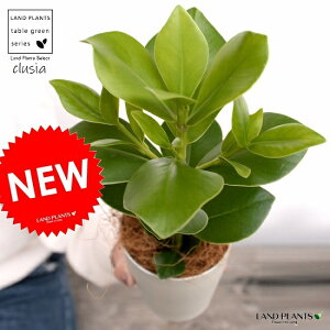 �y�������z �N���V�A ���[�A ���F 4�� �v���X�`�b�N���i�R�R�t�@�C�o�[�j �N���V�A���[�A �N���[�V�A �T�C���̖� �� ���A�� �c �c�� �v���� �ϗt�A�� �� �z���C�g 4�� 12cm